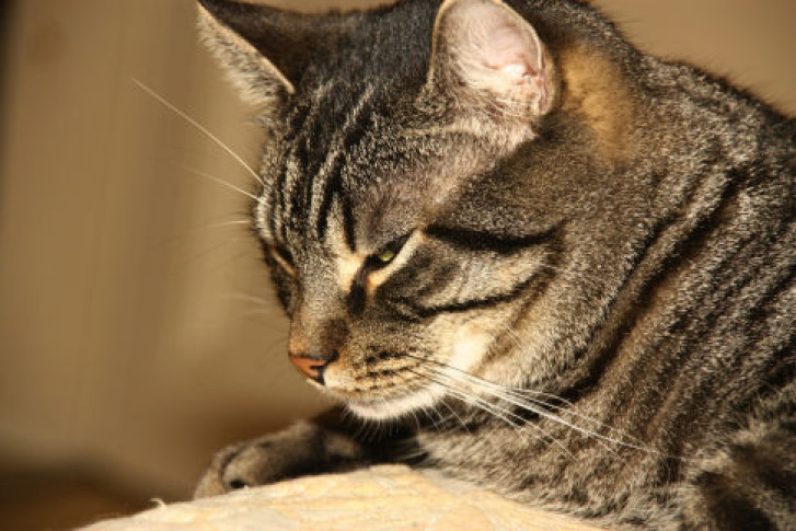 Picture of a cat / kitten / feline