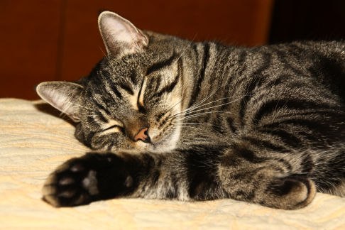 Picture of a cat / kitten / feline