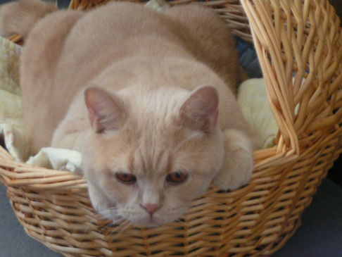 Picture of a cat / kitten / feline