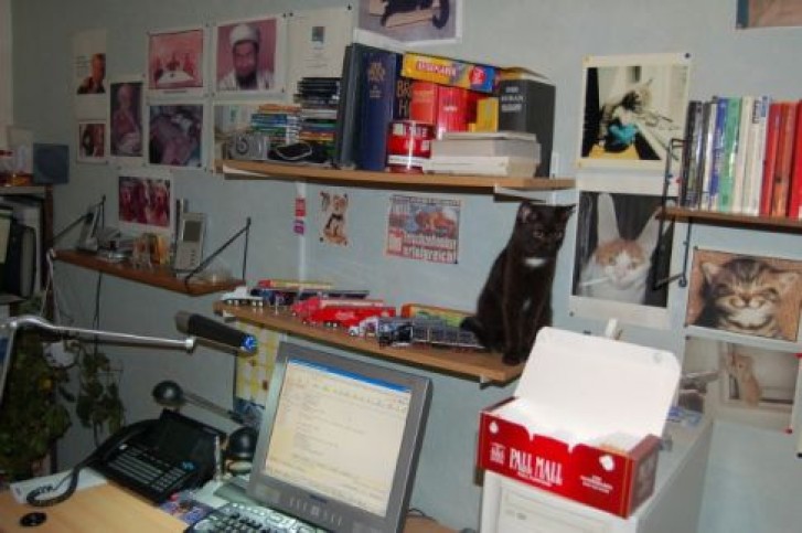 Picture of a cat / kitten / feline