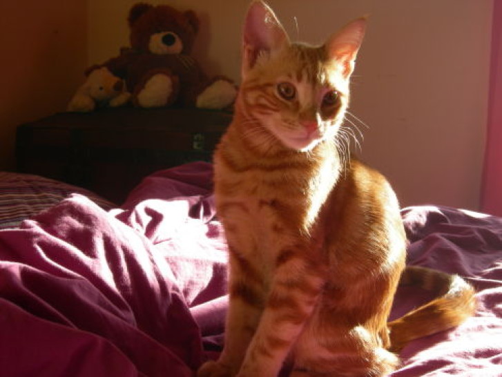 Picture of a cat / kitten / feline