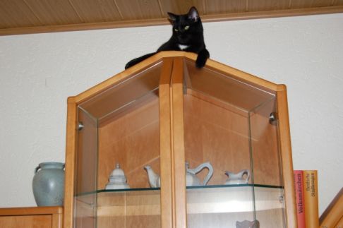 Picture of a cat / kitten / feline