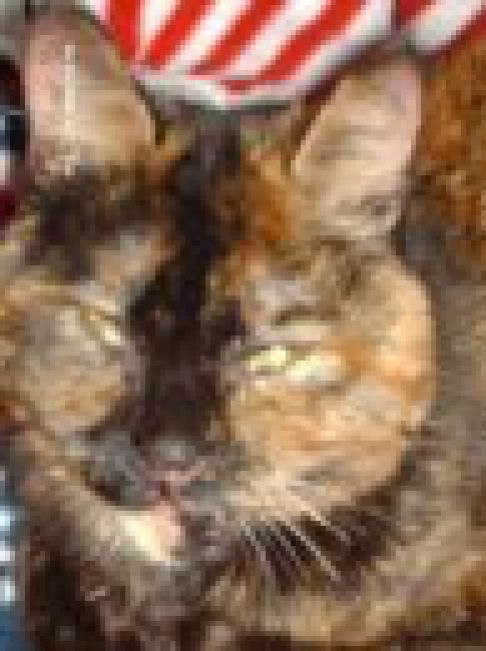 Picture of a cat / kitten / feline