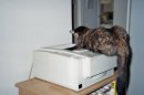 Picture of a cat / kitten / feline