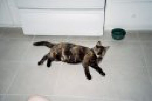 Picture of a cat / kitten / feline