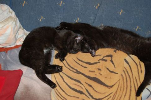 Picture of a cat / kitten / feline