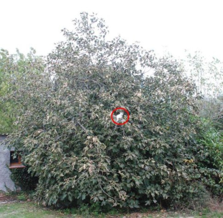 Picture of a cat / kitten / feline