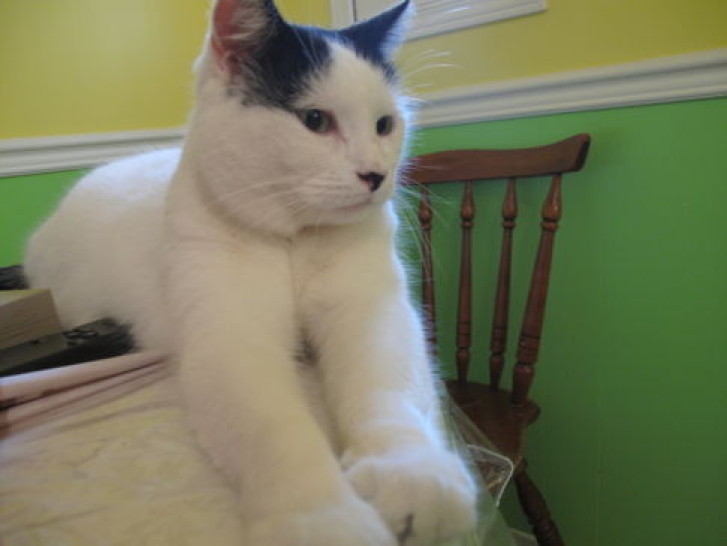 Picture of a cat / kitten / feline