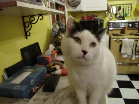 Picture of a cat / kitten / feline