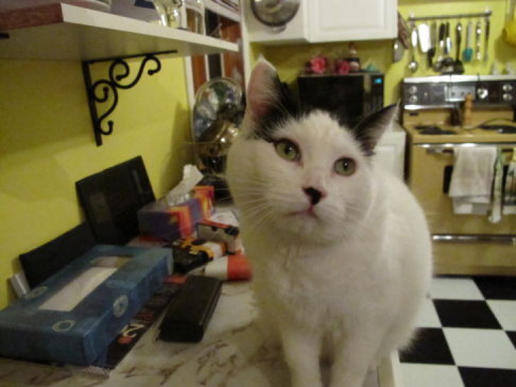 Picture of a cat / kitten / feline