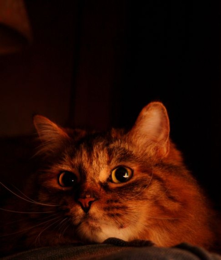 Picture of a cat / kitten / feline