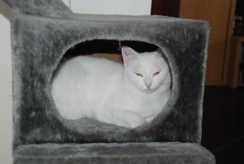 Picture of a cat / kitten / feline