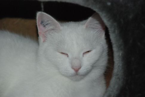 Picture of a cat / kitten / feline