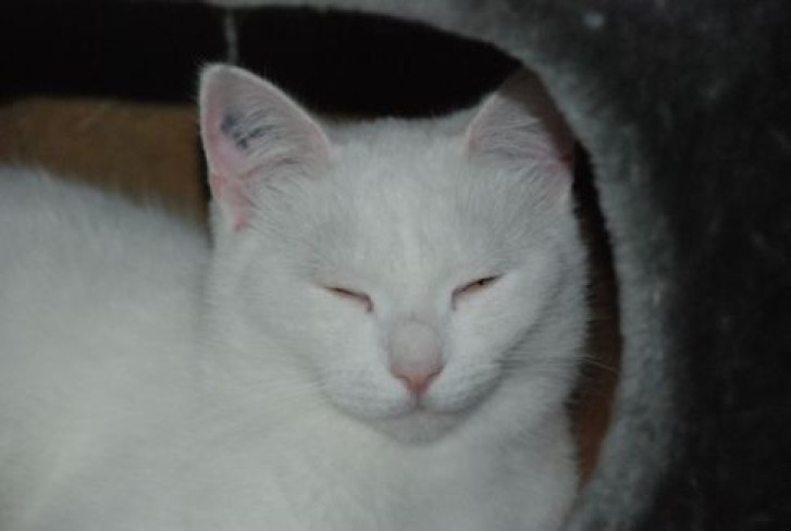 Picture of a cat / kitten / feline