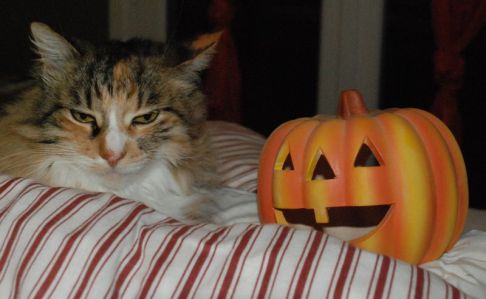 Picture of a cat / kitten / feline