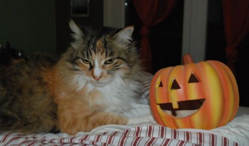 Picture of a cat / kitten / feline