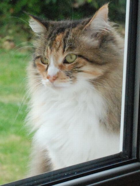 Picture of a cat / kitten / feline