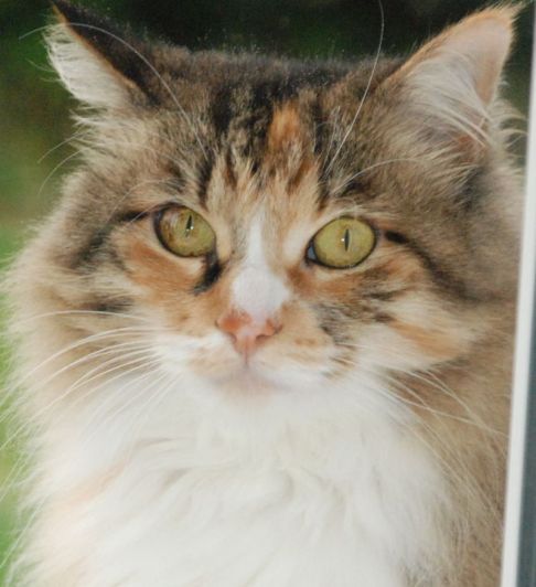 Picture of a cat / kitten / feline