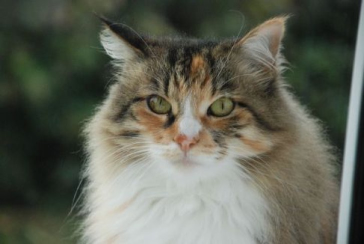 Picture of a cat / kitten / feline