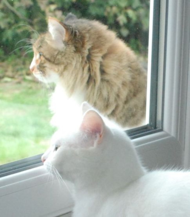 Picture of a cat / kitten / feline