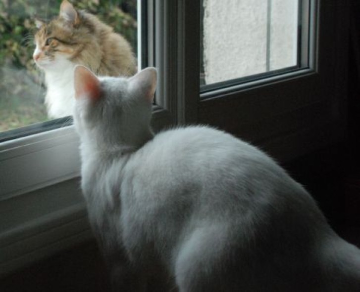 Picture of a cat / kitten / feline