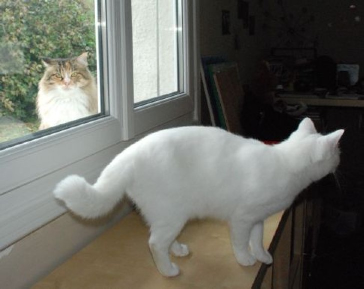 Picture of a cat / kitten / feline