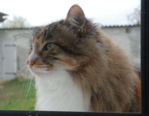 Picture of a cat / kitten / feline