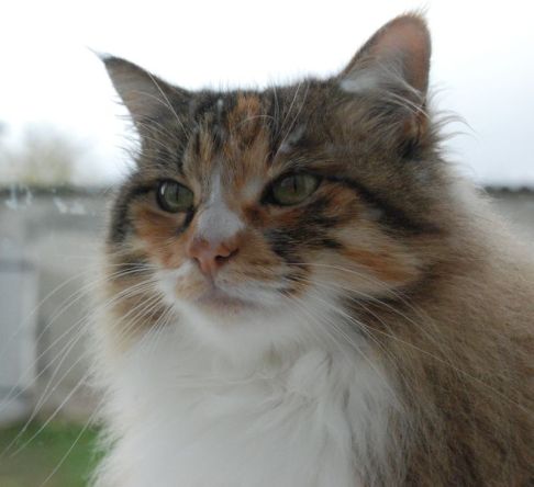 Picture of a cat / kitten / feline