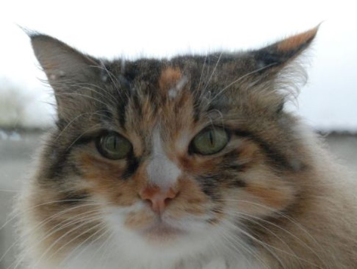 Picture of a cat / kitten / feline