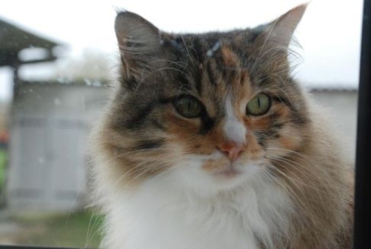 Picture of a cat / kitten / feline