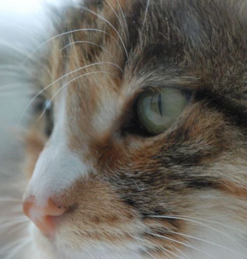 Picture of a cat / kitten / feline