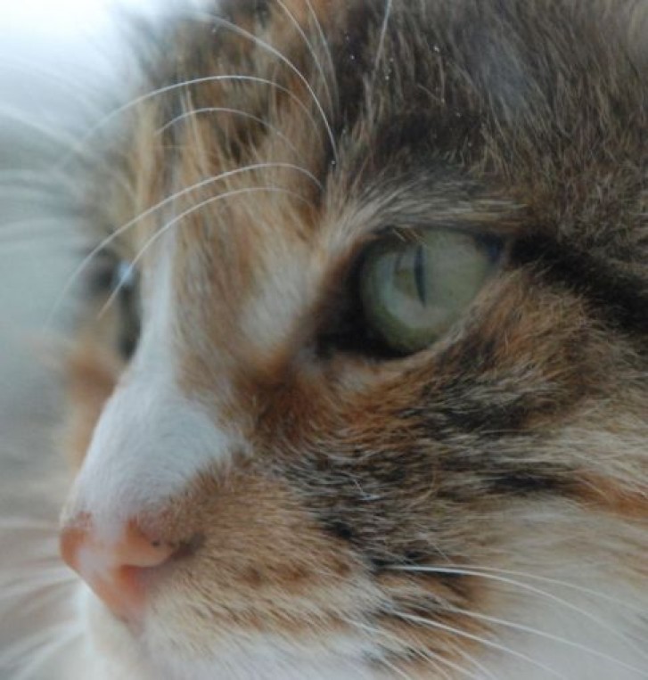 Picture of a cat / kitten / feline