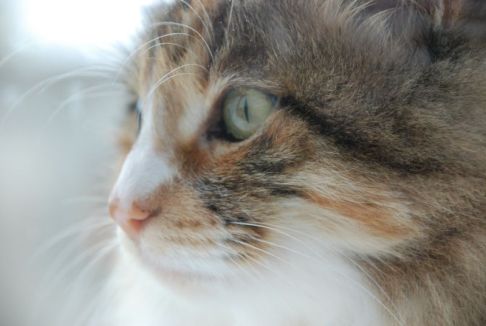 Picture of a cat / kitten / feline