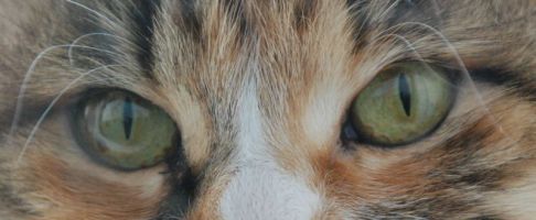 Picture of a cat / kitten / feline