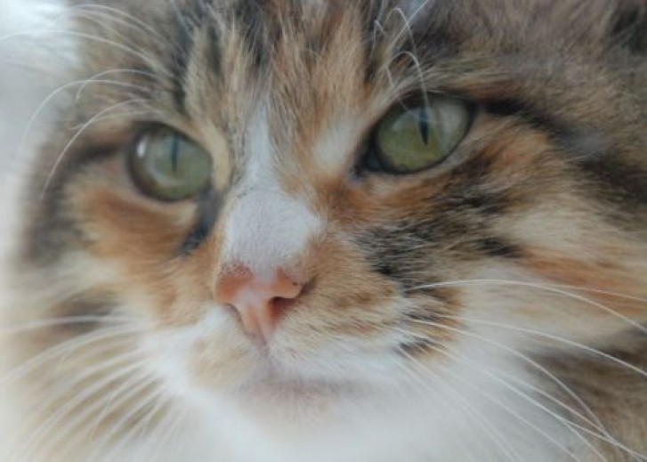 Picture of a cat / kitten / feline