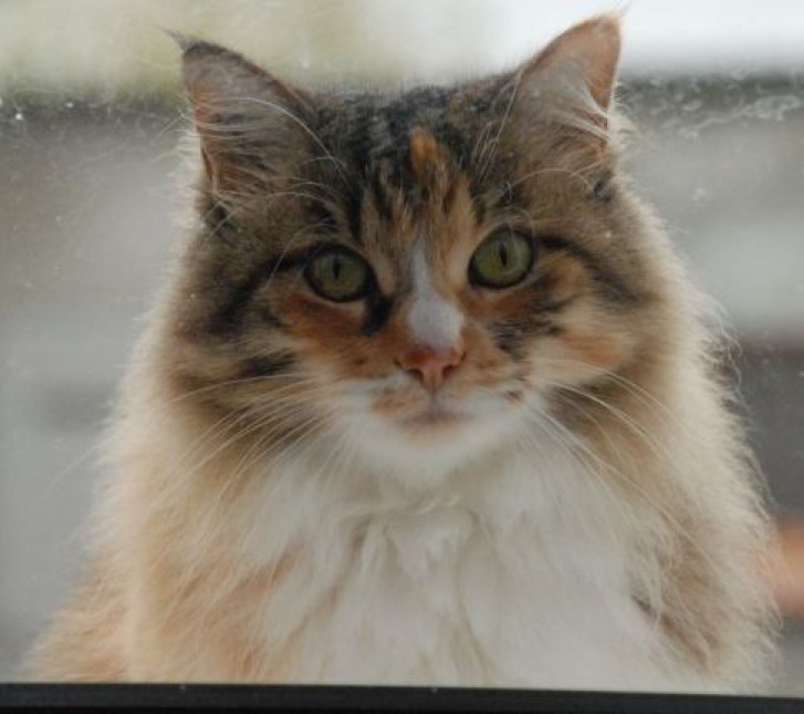 Picture of a cat / kitten / feline