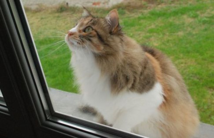 Picture of a cat / kitten / feline