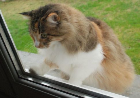 Picture of a cat / kitten / feline