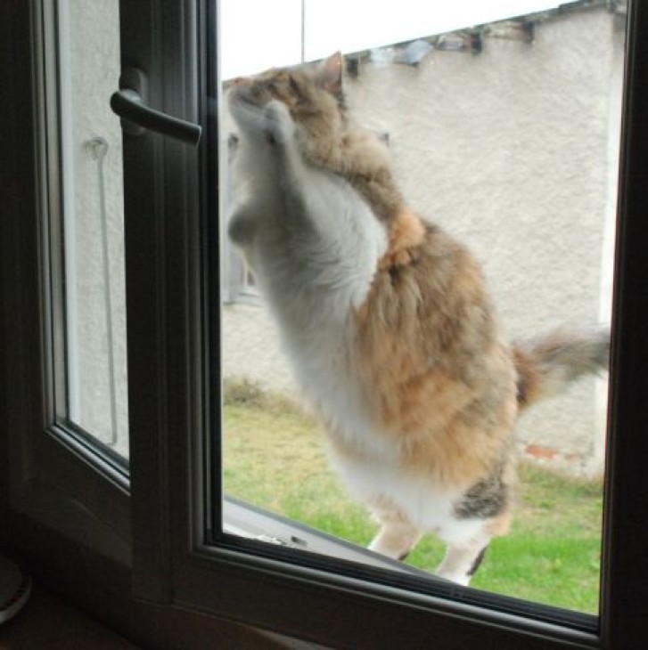 Picture of a cat / kitten / feline