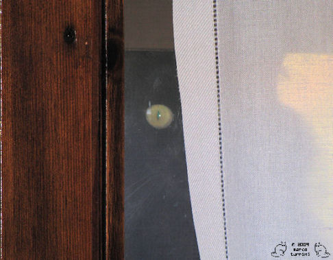 Picture of a cat / kitten / feline