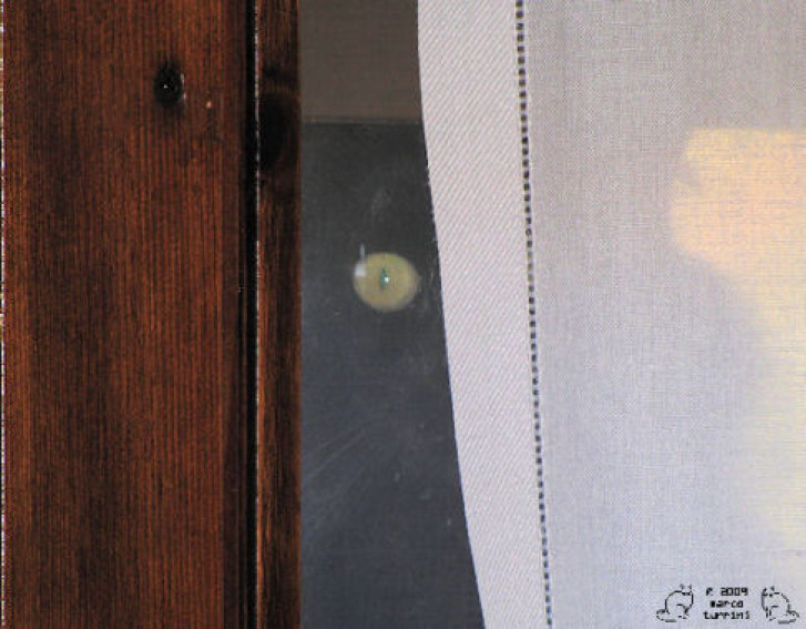 Picture of a cat / kitten / feline