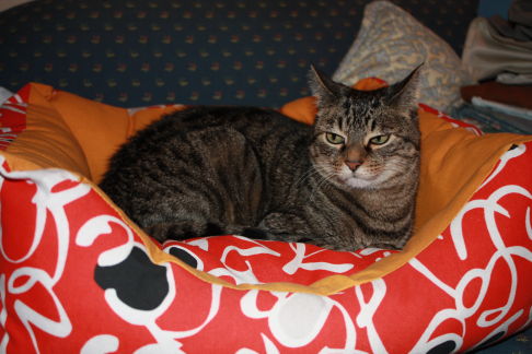 Picture of a cat / kitten / feline