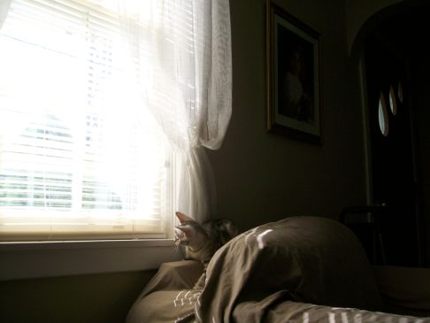 Picture of a cat / kitten / feline