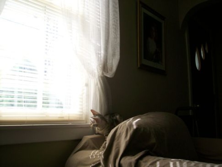 Picture of a cat / kitten / feline