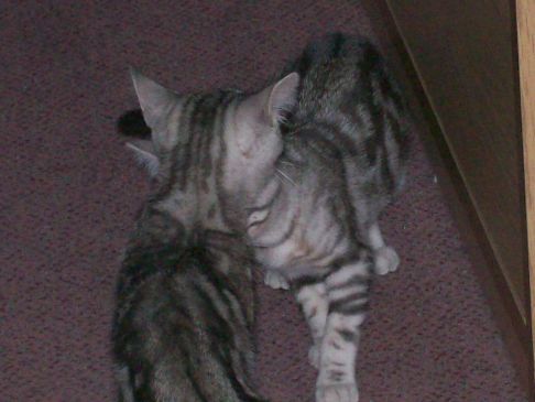 Picture of a cat / kitten / feline