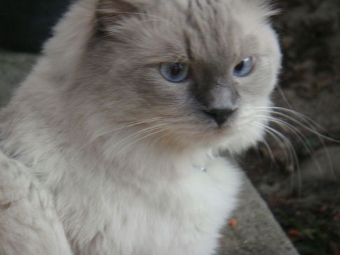 Picture of a cat / kitten / feline