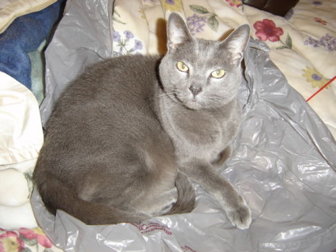 Picture of a cat / kitten / feline