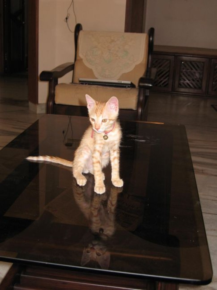 Picture of a cat / kitten / feline