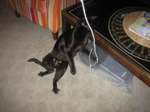 Picture of a cat / kitten / feline