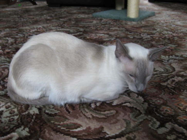 Picture of a cat / kitten / feline